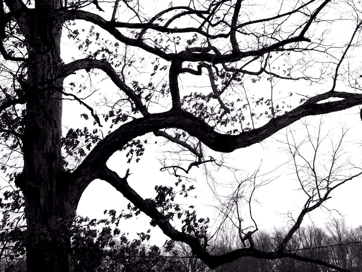 Recently at Nixon Park - January 2026