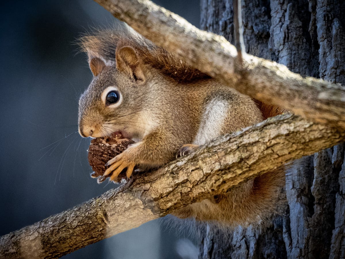 Black Walnut Economy