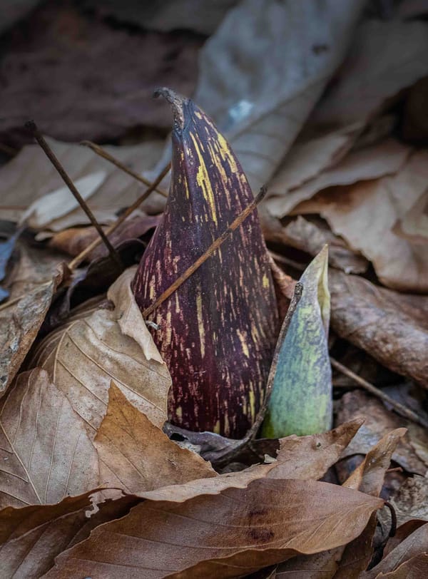 Spathe & Spadix