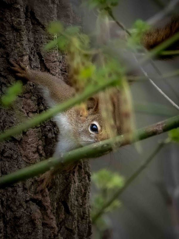 On the Lookout
