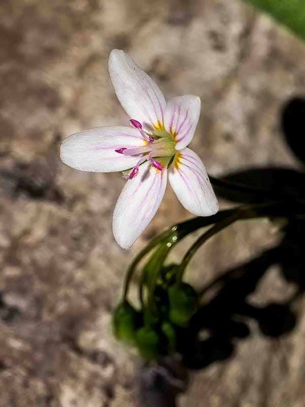 Ephemerality