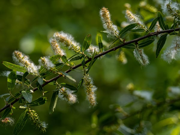 Black Willow