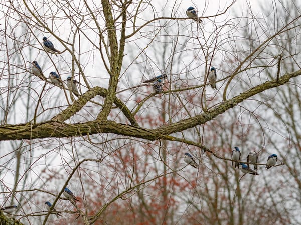 Swallows