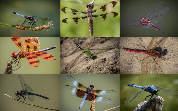 Dragonfly Life Cycle