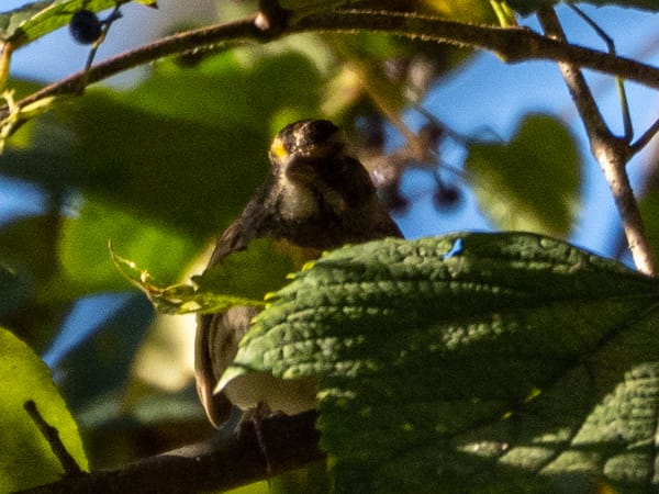 Tan Stripes and White Stripes