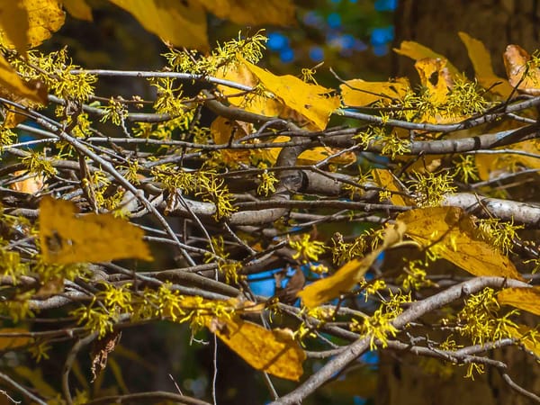 The Last Flowers of the Year