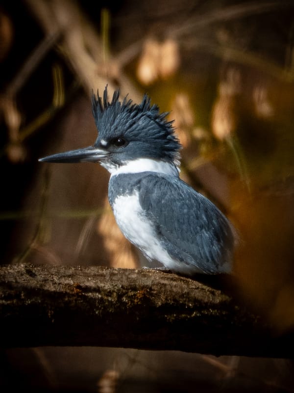 Recently at Nixon Park