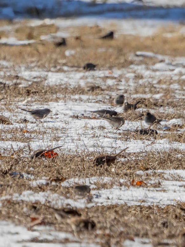 Winter Bird Alliances